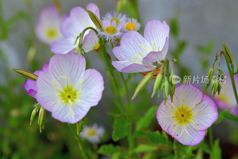 酒花/月见草/粉红女士